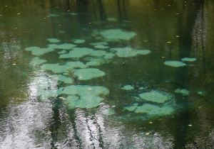 Niebieskie źródła w Tomaszowie Mazowieckim