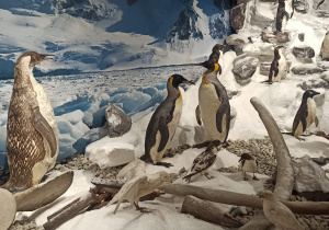 wycieczka do muzeum przyrodniczego UŁ