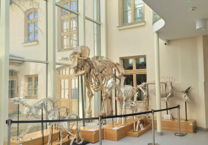 wycieczka do muzeum przyrodniczego UŁ