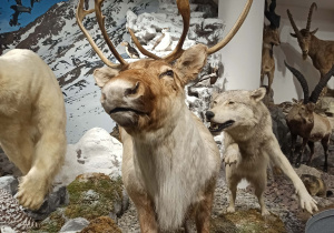 wycieczka do muzeum przyrodniczego UŁ