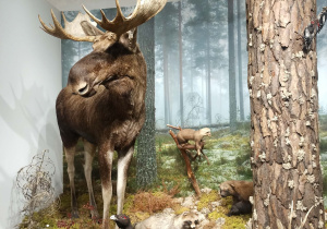 wycieczka do muzeum przyrodniczego UŁ