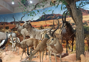 wycieczka do muzeum przyrodniczego UŁ